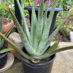 Aloe Vera Plant 