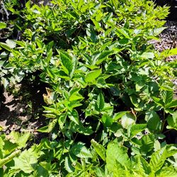 Sweetie pie thornless blackberry plant in 1 gallon size.  Please Read.