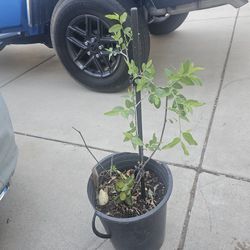 Jujube Fruit Tree Has Flowers On Ready For Fruit