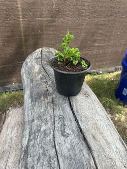 Mint Plants