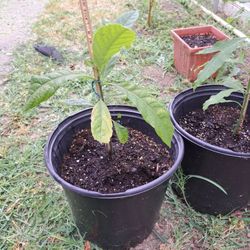 Avocado Tree 