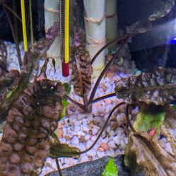 Cryptocoryne Wentii Brown $5 ,$ 10