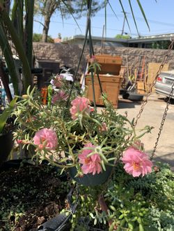 Hanging flowers