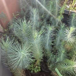 $10 Canary Island Pine Trees