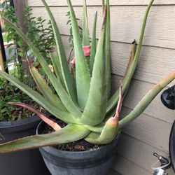Mature Aloe Vera Savila Plant 