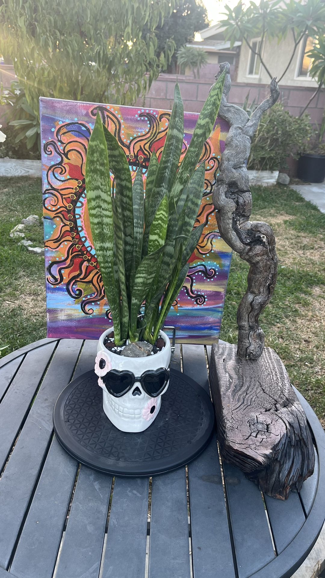 Very Healthy Snake Plant In Beautiful Skull Vase Perfect For Holloween