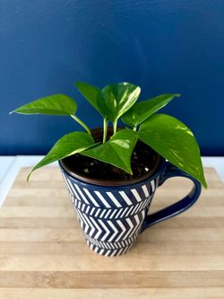 Golden Pothos in Patterned Mug