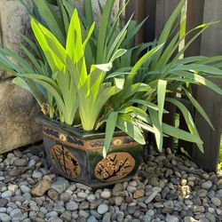 Very large beautiful glazed plant flower pot planter
