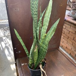 Snake Plant