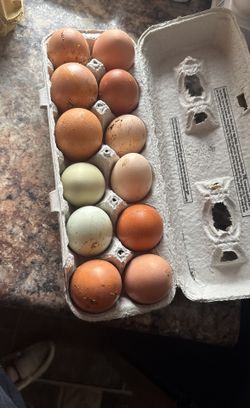 Eggs For Sale