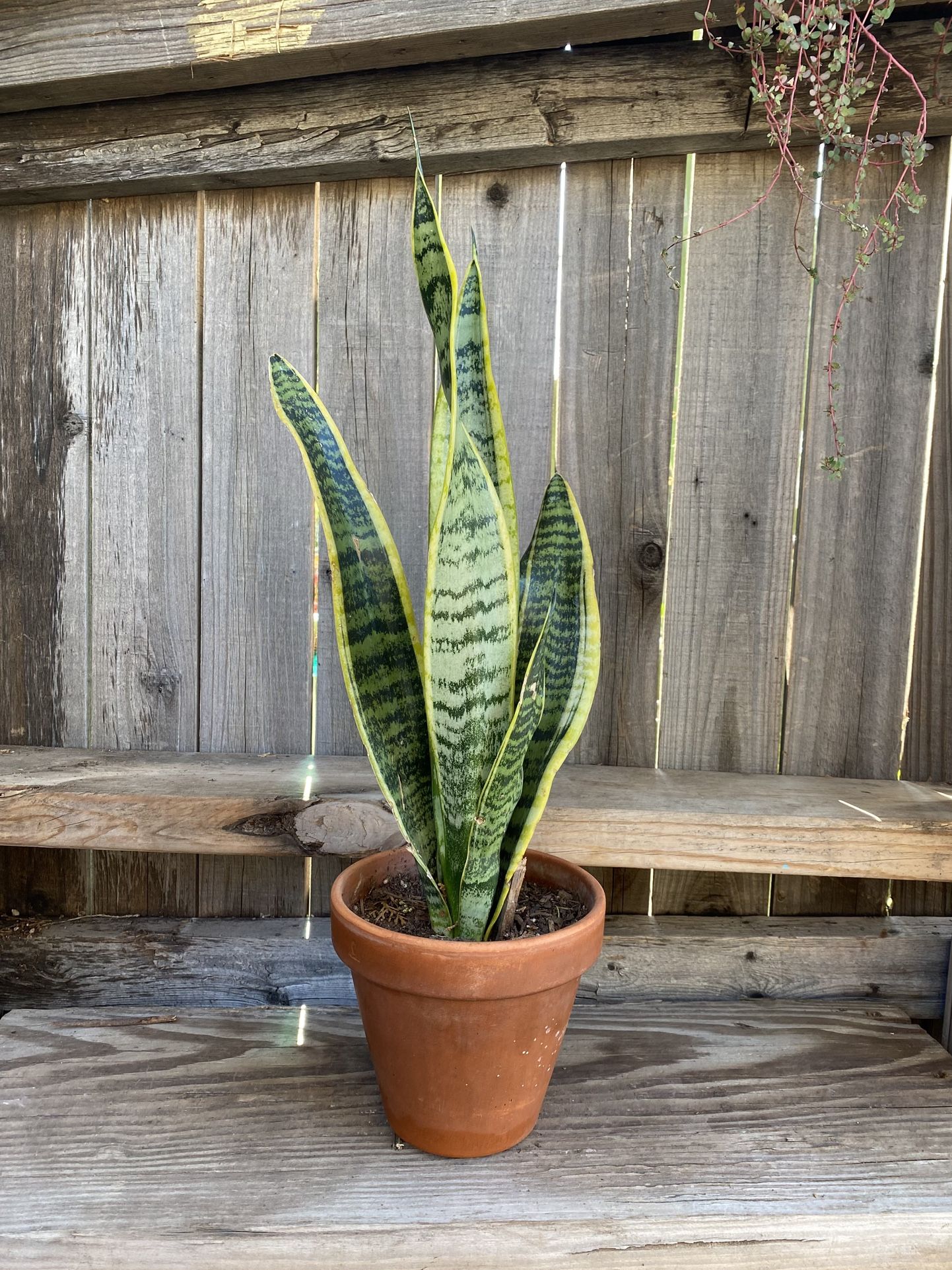 Indoor Mother-in-Law Or Snake Plant