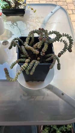 Succulent Plant