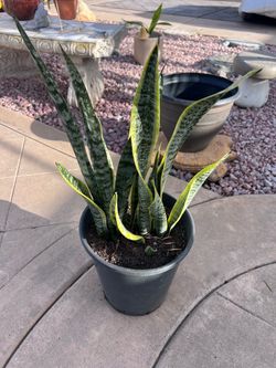 10” pot plant about 30” H