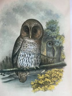 BIRDS