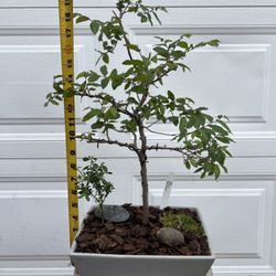 Texas Cedar Elm Bonsai