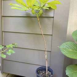 Horse Chestnut Young Healthy Tree 24" Tall.