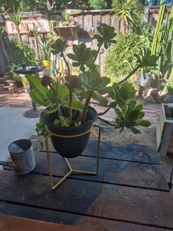Mixed Succulents in Black Pot with Gold Stand
