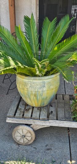 Sago plant