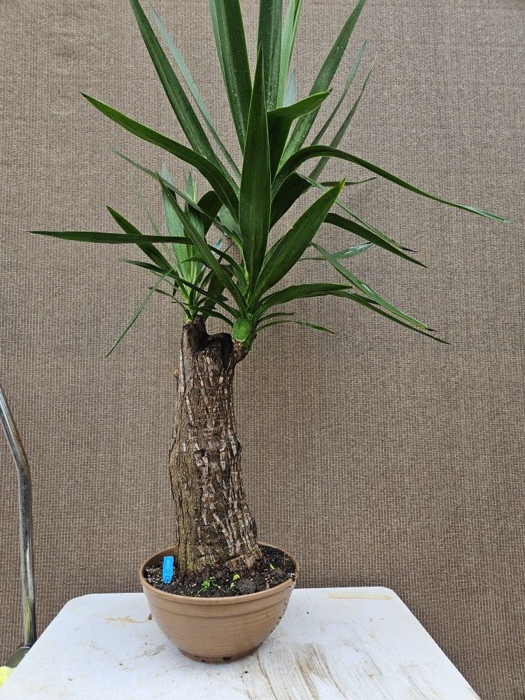 Old Yucca Bonsai Tree