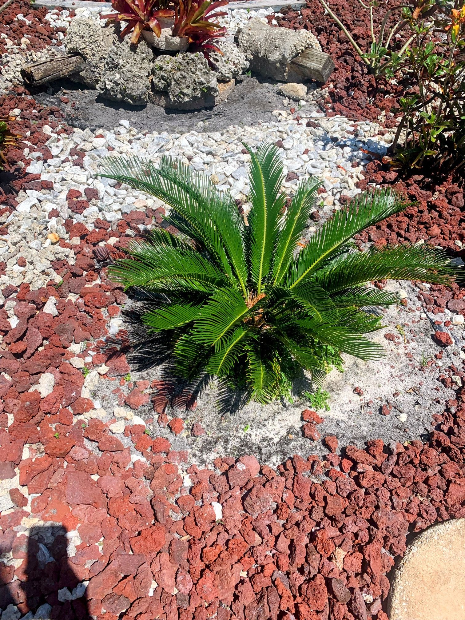 Good size Sago Palm Tree $60