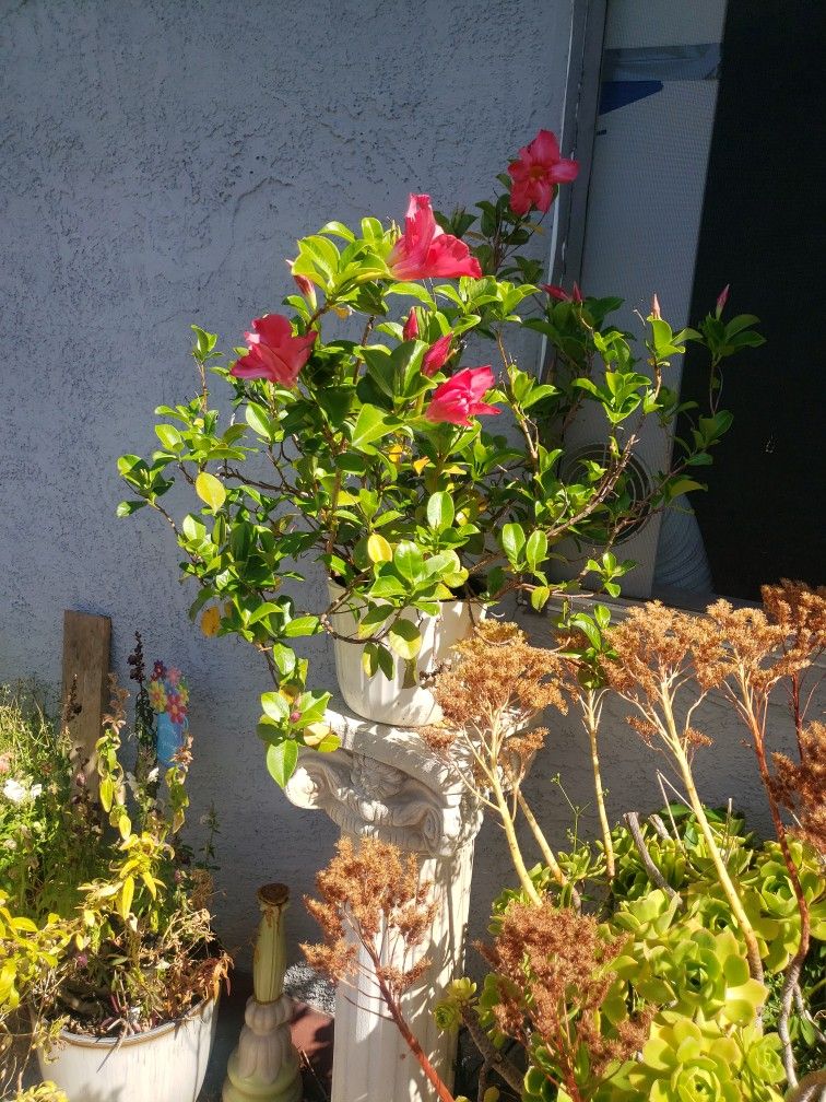 Plastic Flower Pot With Gorgeous Flowers