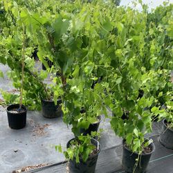 bushes of grapes