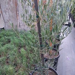 OLIVE TREE (15GL)4FT