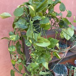 Pathos Plant