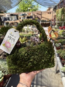 Mothers Day Succulent Gift Moss Bag