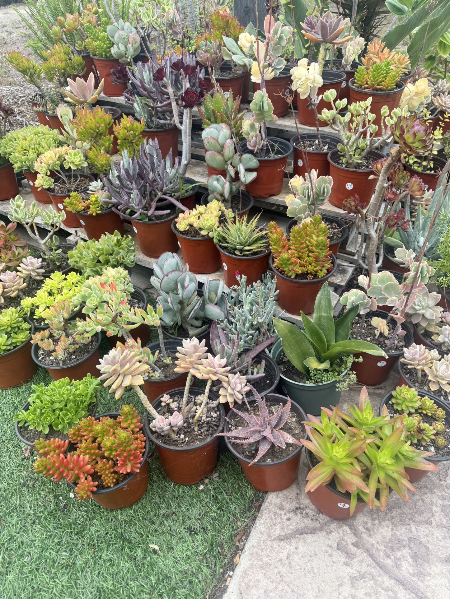 Variety Of Succulents Plants