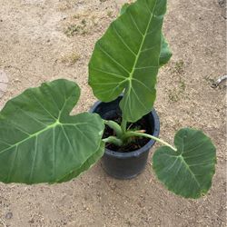 Elephant Ear Plant 
