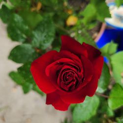 Beautiful Velvet Hybrid Fragrance Red Rose Plant Pot