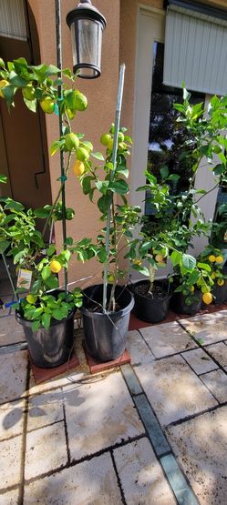 Lemon Tree 15g With Lemons