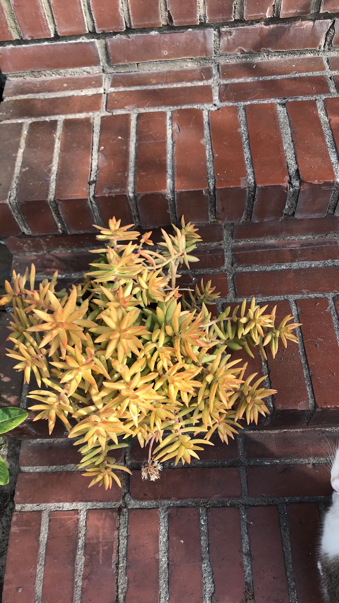 Succulent