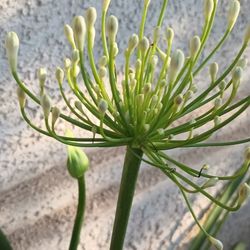 Agapanthus Plant. 