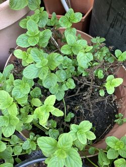 Mint Plant Big 