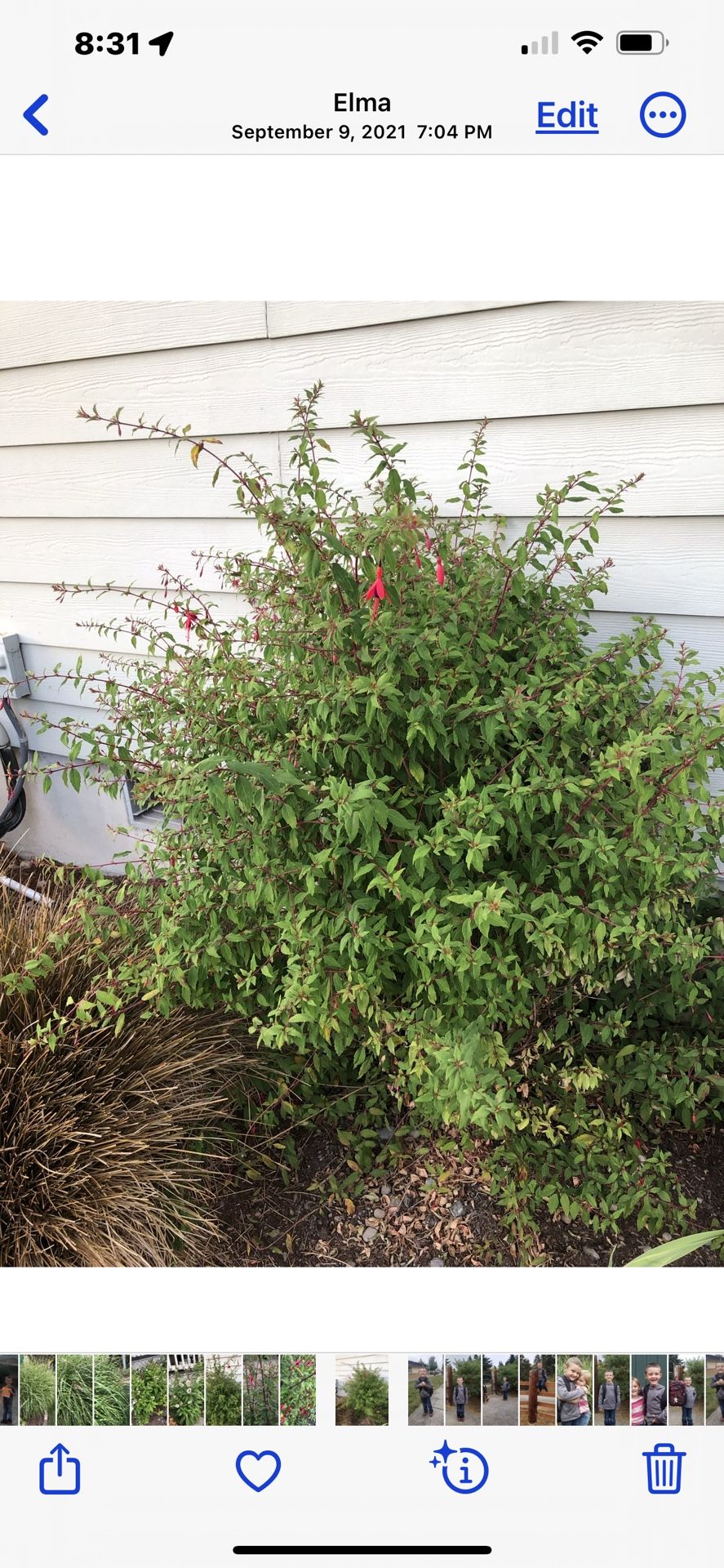Hardy Fuchsia