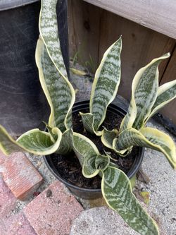 Plant