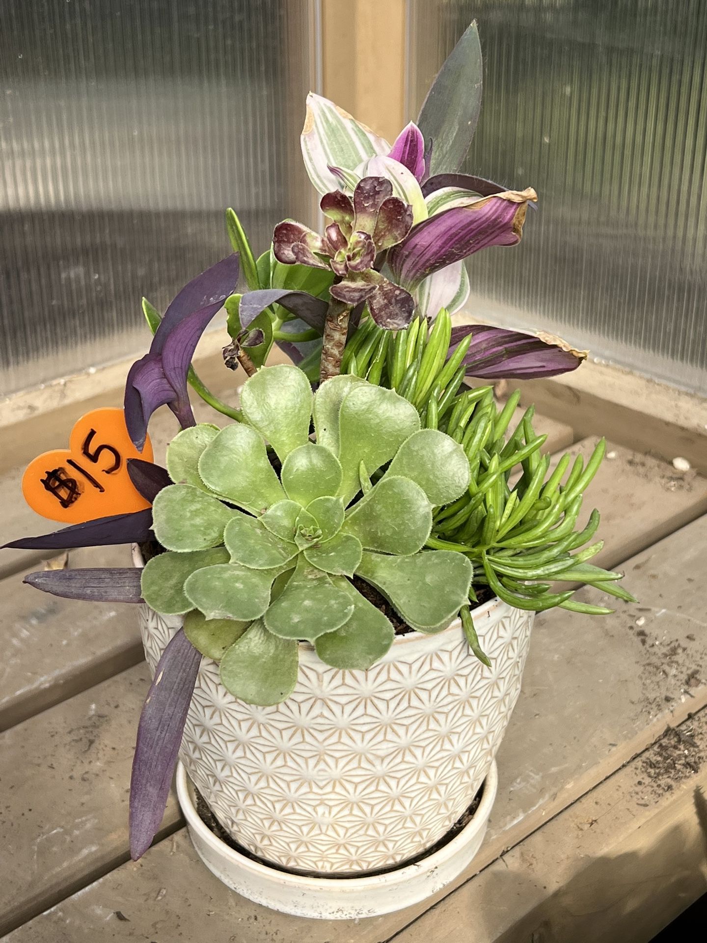 Succulent Planter