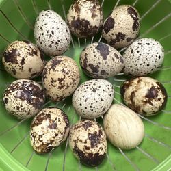 Coturnix