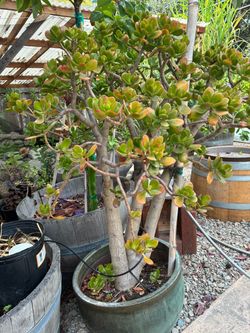 Large Lucky Jade Plant