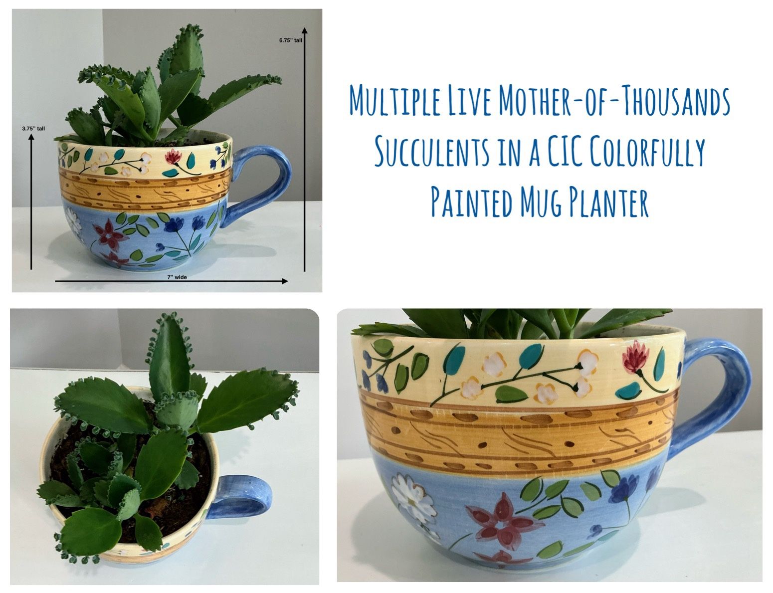 Multiple Live Mother-of-Thousands Succulents in a CIC Colorfully Painted Mug Planter