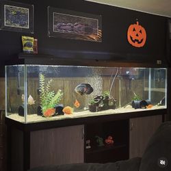 125 Gallon Aquarium 800$