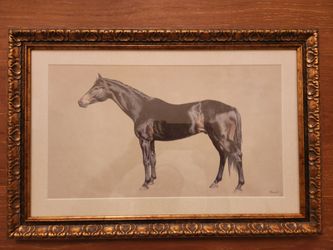 Horse picture