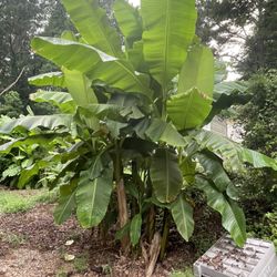 Matas De Plátano 