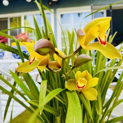 Cymbidium Orchid Plant With Yellow Green Flowers - in Full 5 galllon Pot, makes 3-4 Pots When Repot