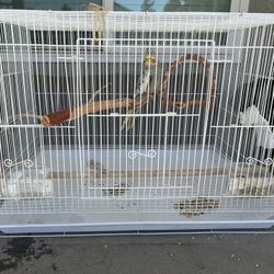 Bird Cage 