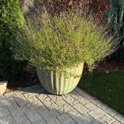 Extra Large Ceramic Pot With Purple Salvia