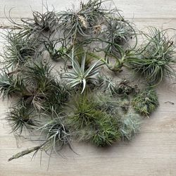 Air Plants (3 For $10)