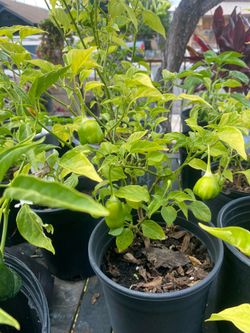 Jamaican scotch bonnet pepper plants